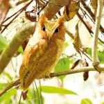 Serendib-Scops-Owl