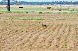 Check your dogs, not the jackals, rabies officials warn