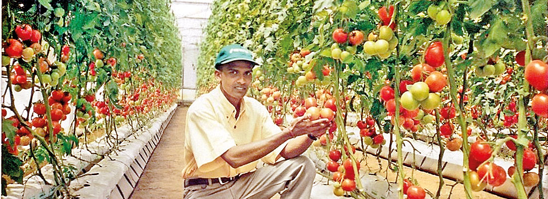 Why modern agricultural technologies fail in Sri Lanka