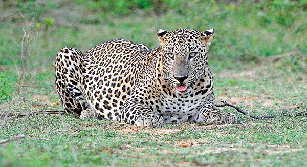 Leopard-15-edited