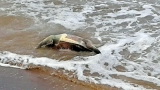 Multiple bodies of sea creatures appear on beaches, worrying scientists