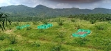 Turmeric under oil palm