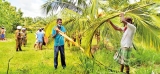 5,000 Puttalam District coconut trees destroyed by intruding elephants
