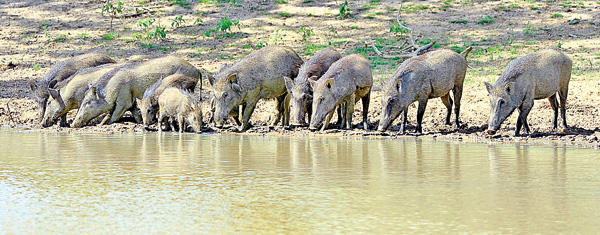 Pigs-1-edited