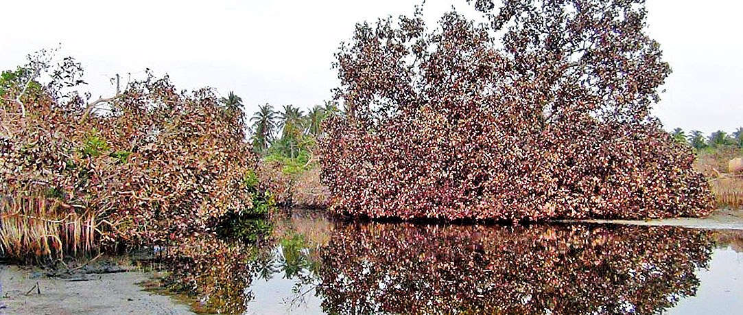 Dry Puttalam robbed of its green cover