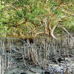 Barrier against the ocean and home to many species