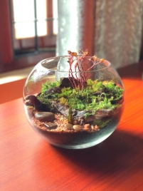Wonders of nature in a glass container