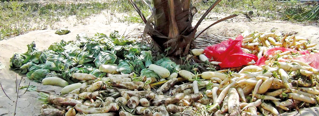 Market closures hit Kalpitiya vegetable farmers; Govt. intervention sought