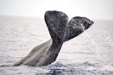 Living in harm’s way: Whales and the threat of being struck by ships