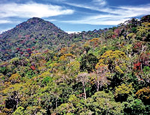 rainforest
