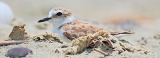 Big step for  little shorebird