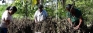 Rain ruins sesame harvest