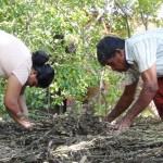 Cultivators glean what little they can