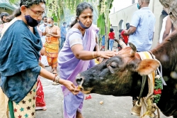 Mattu Pongal The milk of the cow’s kindness