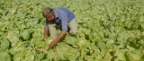 Rs 5 a kilo: Uninformed cultivation blamed for cabbage price crash
