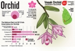 Orchids snatched from forests to satisfy shutdown-driven craze