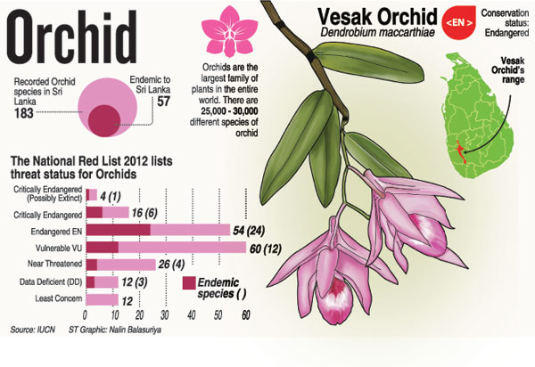 Orchids Ed From Forests To