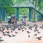 Viharamahadevi Park: Social distancing