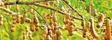 Tamarind, goraka rapidly become pricey luxuries