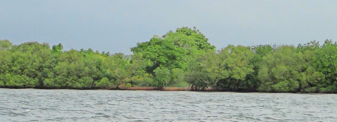 Lanka leads save-mangroves global initiative; Britain steps in to prop up local campaign
