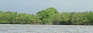 Lanka leads save-mangroves global initiative; Britain steps in to prop up local campaign