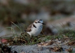 WNPS lecture on avifauna