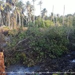 The destruction of mangroves
