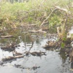 Area cleared of mangroves