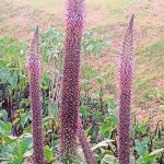 Nuwara Eliya: Unusual bloom