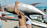 European Union accused  of ‘neocolonial’ plundering of tuna in Indian Ocean