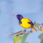 yellow-oriole-(kaha-kurulla)-