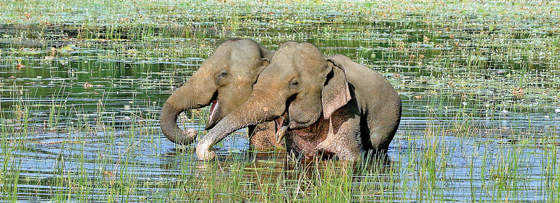 No more chasing of non-problem elephants into Wilpattu: Experts