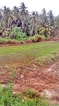 Fallow paddy fields in Katana cultivated after 40 years