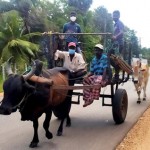 Arachchikattuwa: Beast of burden