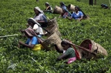 Bold changes needed to salvage Sri Lanka’s tea plantation sector