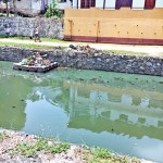 Breeding grounds: Waste build-up along the canal
