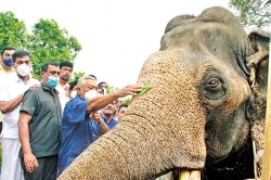 Anointing the country’s biggest tusker at the state ceremony