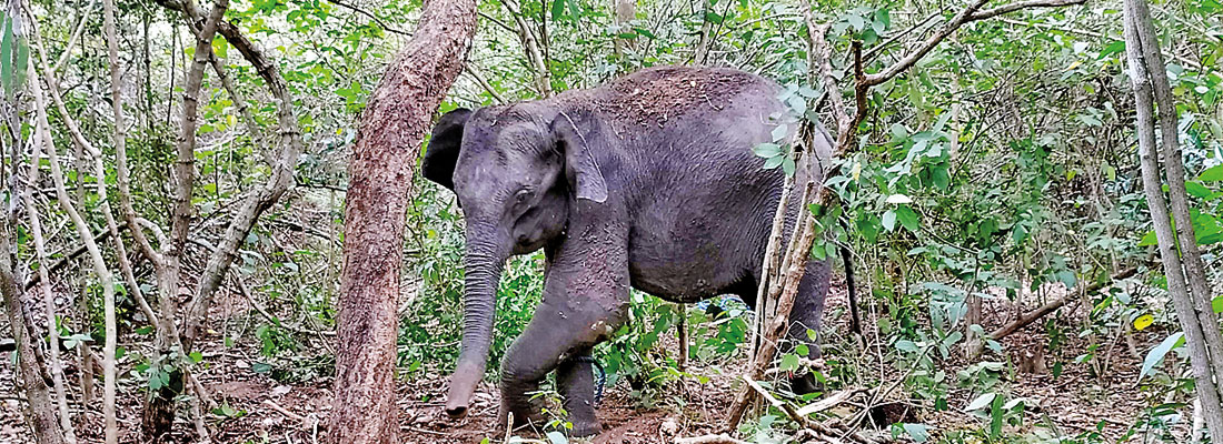 Elephant treated for gun wounds