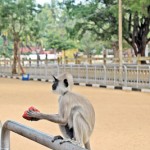 Kataragama: Food, please - Pix by Reka Tharangane Fonseka