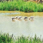 Mawela, Malabe: Fishing spree - Pix by Dr Noble Jayasuriya