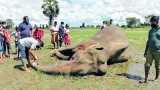 Elephants kill more farmers in fightback for land