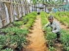 Experts warn outright ban on fertilisers would cripple farmers and harvest