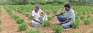 Inorganic fertiliser, agrochemicals ban  and fallacies of organic agriculture