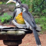 Karuwalagasweva: Ceylon Grey Hornbill - Pic by Jayarathna Wikramaarachchi