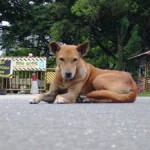 Dambulla: The open road - Pic by Kanchana Kumara