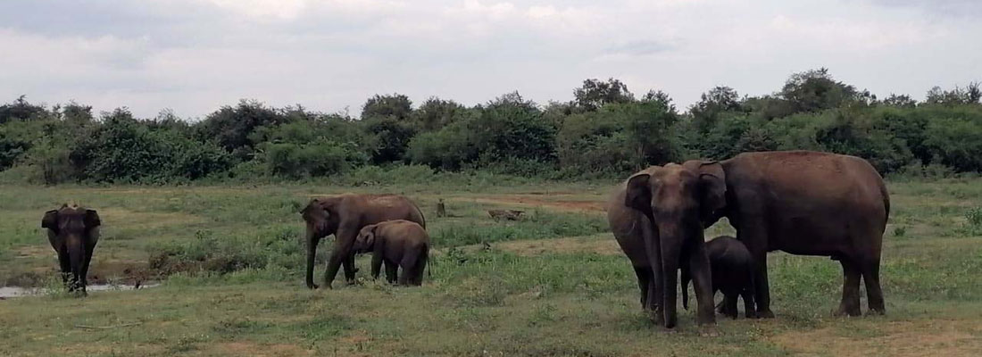 Pandemic? No, it’s party time in Lanka’s wildlife parks: Animals are free, happy and making love