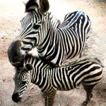 Mother Zebra with baby zebra