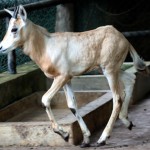 A Scimitar Horned Oryx baby