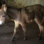 The new addition to the donkey family
