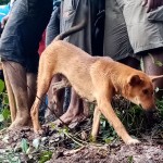 The dog who showed the rescuers where to look for his buried family members